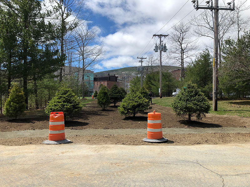 mcmullen-planting-trees outdoor living space